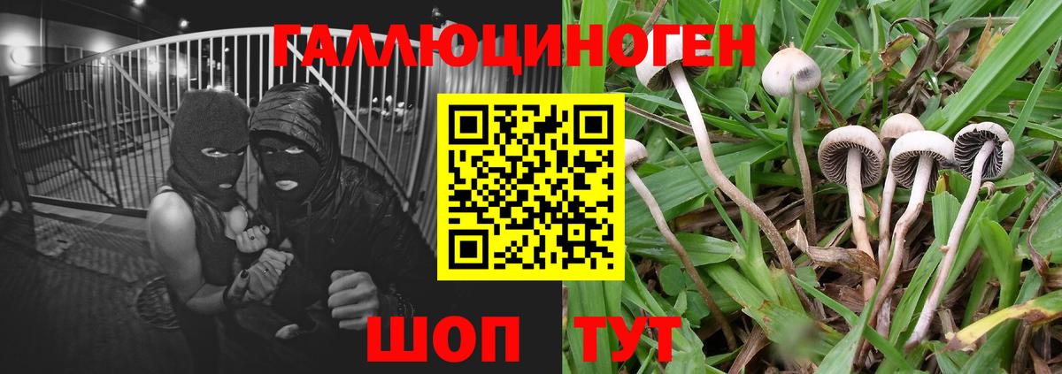 Псилоцибиновые грибы Psilocybe Слободской